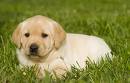 Quien quiere ser veterinario?