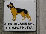 Mi perro es de Leningrado